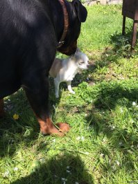 Дети-сразили.
Но, природа, против инстинктов не попрешь. Вот, пример жизнелюбия. На днях, всю ночь не спали, скребло и громыхало. Прорвался, утром на участок, этот кобелек. Меньше кошки. А тут, дама такая... но все " ритуалы" свиданья выполнил. Все углы зассал.