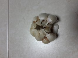 По-моему,это чеснок,а не лук.