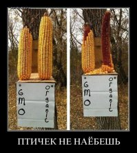 Исследование влияния ГМО на человека