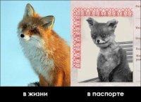 Не так страшна фотография в паспорте, как ее ксерокопия