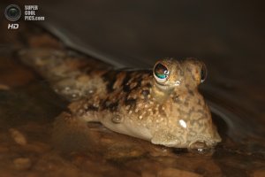 Из истории микроавтомобилей