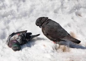 Из всех фоток, запала одна. Респект фотографу. Такой сцены в жизни наверное никогда не увидишь. А некоторые думают, что у "живности" нет души и чувств.