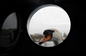 Мы жили в гостинице на кораблике.И наши гости по утрам)