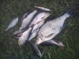 Вот пятница,Пироговское водохранилище.Вся рыба была отпущена.