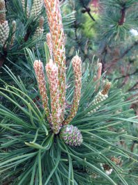 Пост для весеннего настроения