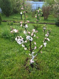 Пост для весеннего настроения