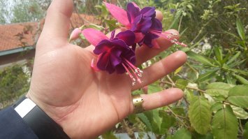 Мои цветочки :)