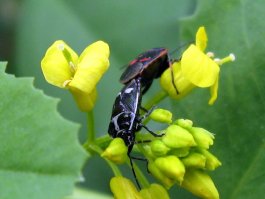 Пост для весеннего настроения