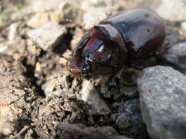 Пост для весеннего настроения