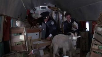 А чего не до конца, автор?

Агент оказалась таким троллем, что незаметно поменяла одну циферку, при бронировании этого дебила, и эта сволочь летела "особым первым классом", ага.

Фото пруф, а то скажите, что верите и "кот с лампой".