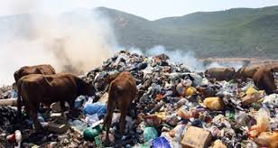 индийская корова.