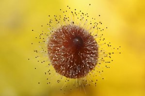 Плесень. Макро съемка