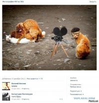 Смешные комментарии из соцсетей и не только #32