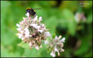 Пост для весеннего настроения