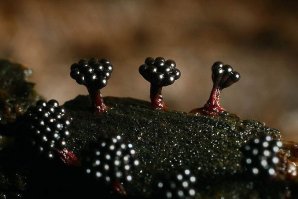 Думаю была-бы по крупнее можно в банки закатывать Икра черная  Икра красная;)