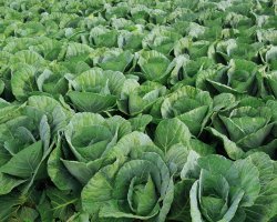 ...искать надо уметь!...