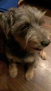 Польский фотограф делает самые красивые фотографии собак в мире