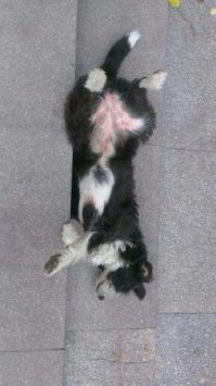 Польский фотограф делает самые красивые фотографии собак в мире