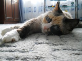 И котики конечно)