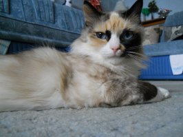 И котики конечно)