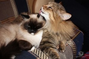 И котики конечно)