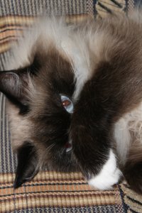 И котики конечно)