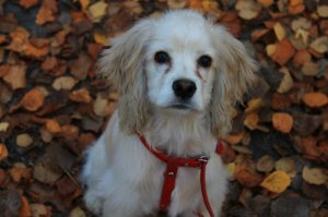 Замечательные фотографии. Немножко моих питомцев))))