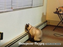 Да пожалуйста