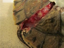 Я, конечно, не зоолог, но, случай редкий. Видимо, карапакс просто треснул и раскололся от высокой температуры У черепах бывают проблемы с карапаксом, и они могут жить какое-то время с "пробоиной".