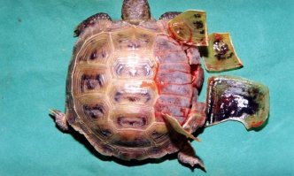 Я, конечно, не зоолог, но, случай редкий. Видимо, карапакс просто треснул и раскололся от высокой температуры У черепах бывают проблемы с карапаксом, и они могут жить какое-то время с "пробоиной".