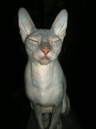 Польский фотограф делает самые красивые фотографии собак в мире