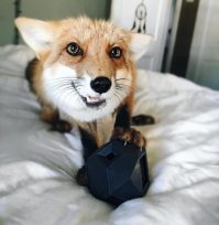 Несколько лет назад этот мужчина спас лисенка