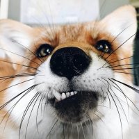 Несколько лет назад этот мужчина спас лисенка