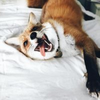 Несколько лет назад этот мужчина спас лисенка