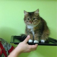 Та же история! Наша Маська.