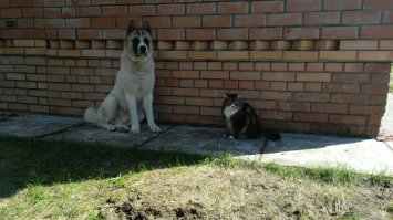 Польский фотограф делает самые красивые фотографии собак в мире