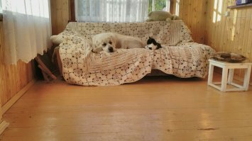 Польский фотограф делает самые красивые фотографии собак в мире