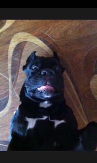 Польский фотограф делает самые красивые фотографии собак в мире