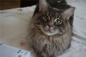 Купила новую камеру, лежу, изучаю, тренируюсь на кошках. И вдруг эти глаза...