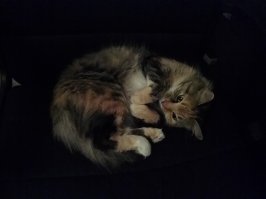 Наша Пушня, будучи котенком в мороз минус забралась на защиту картера. Кстати недалеко от места, где бабки торговали котятами, так что бросают люди, а не кошки