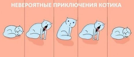 GPS-передатчик показал передвижения кошки в течение одного дня