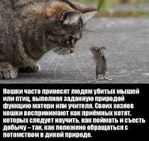 За своей кошкой замечаю, что она не хочет охотиться. Ей и так хорошо, у неё есть моя девушка. Однако, она впадает в истерику, когда я охочусь на неё и в бежащее безумие, когда хочу научить охоте её. Бесит одно: когда сплю, она подбирается близко и сидит у головы, а у меня аллергия