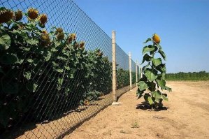 Напомнило роман, - День триффидов! :)