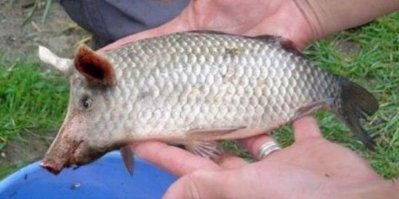 карп, который очень хотел стать свиньей =)