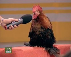 Смотри, ты на НТВ спалился, когда про свою маму-шлюху, батю-пи*ора и себя-чмошника рассказывал.