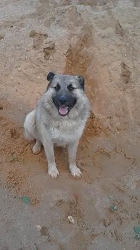 Могу еще посоветовать породу "ГАМПР" - ОЧЕНЬ уравновешенная и умнейшая собака. Командам можно не обучать, понимает слова и предложения, адекватно на них реагирует. Гампр и лабрадор - это лучшие собаки которые у меня были и есть...Лобрадурь конечно больше для детей...лобрик даже не шилопопый, у него набор колюще-режущих предметов под хвостом...неугомонный игрун...)))Мой гамприк..)))