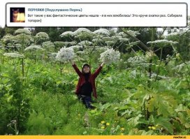 А ведь таких, как ваш товарищ, много, некоторые борщевик вообще чуть ли не просто гигантским укропом считают.)))