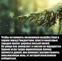 Любопытно, каким образом они ее добывают (лисью мочу)