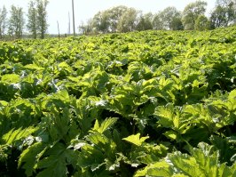 Это лекарство хуже болезни. Клен хоть дерево, не ядовит и на так разрастается. Можно на дрова пустить. А борщевик зло абсолютное, на даче им поля, низины, опушки и дачные участки им зарастают. И бороться им крайне сложно, отрава не берет, выкапывать не получается, корень очень глубоко. Вот пример. Фото старое, сейчас он гораздо большую площадь занимает.