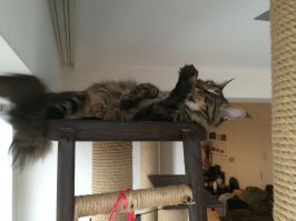 Молодца. Порадовал котейку !

Я своему вот такое сварганил ))) Но у меня и котЭ побольше будет )))